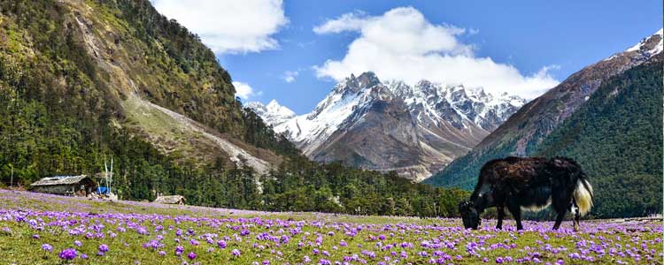 Places To Visit in Lachung